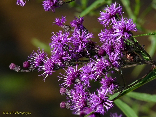 {Vernonia gigantea}